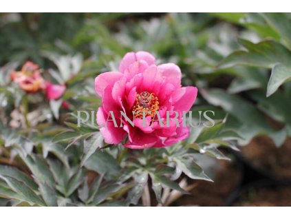 64230 pivonka itoh hybrid pink ardour paeonia itoh hybrid pink ardour kontejner o objemu 10 litru velikost 20 40 cm