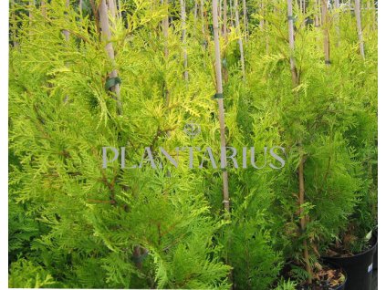 64245 zerav tuje zapadni tip top thuja occidentalis tip top kontejner o objemu 10 litru velikost 20 40 cm