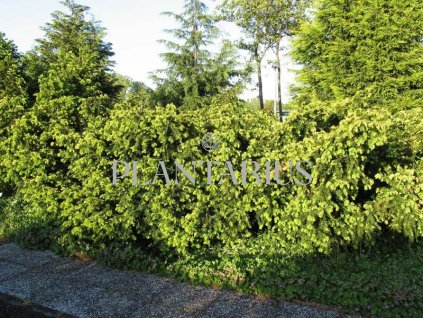 64314 tis cerveny summergold taxus baccata summergold kontejner o objemu 10 litru velikost 40 60 cm