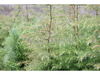 64452 kryptomerie japonska elegans cryptomeria japonica elegans kontejner o objemu 10 litru velikost 80 100 cm