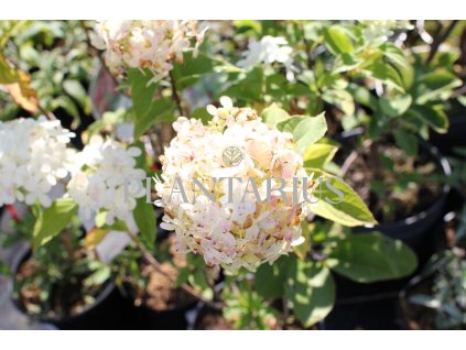 64458 hortenzie latnata limelight hydrangea paniculata limelight kontejner o objemu 10 litru velikost 80 100 cm