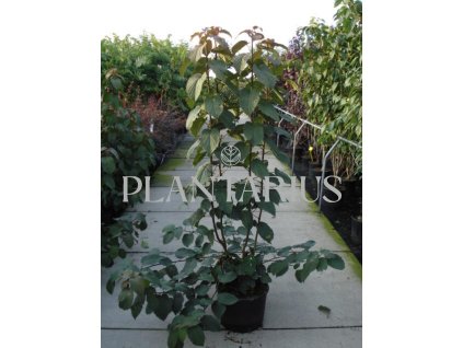 64464 davidie listenova davidia involucrata kontejner o objemu 10 litru velikost 80 100 cm