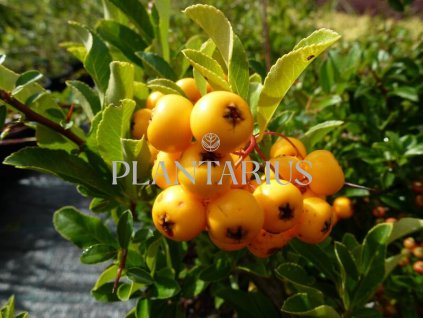 64551 hlohyne sarlatova soleil d or pyracantha coccinea soleil d or kontejner o objemu 12 litru velikost 125 150 cm vyvazovana po 3ks
