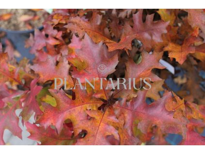 64575 dub bahenni green dwarf quercus palustris green dwarf kontejner o objemu 12 litru velikost 40 60 cm ker