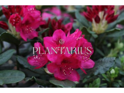 64614 penisnik nova zembla rhododendron t nova zembla kontejner o objemu 12 litru velikost 60 80 cm