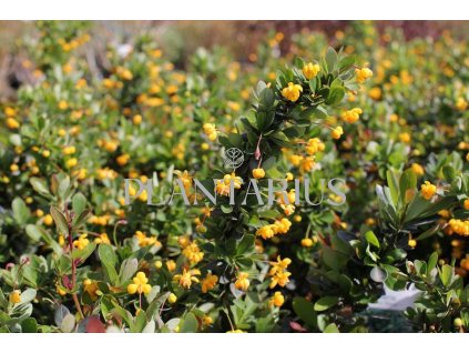 64737 dristal zimostrazovy nana berberis buxifolia nana kontejner o objemu 1 5 litru