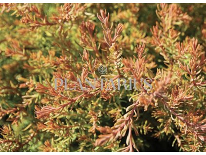 64938 zerav tuje zapadni fire chief thuja occidentalis fire chief kontejner o objemu 15 litru