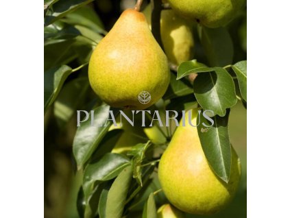 65001 hrusen podzimni saphira pyrus communis saphira kontejner o objemu 15 litru spicak