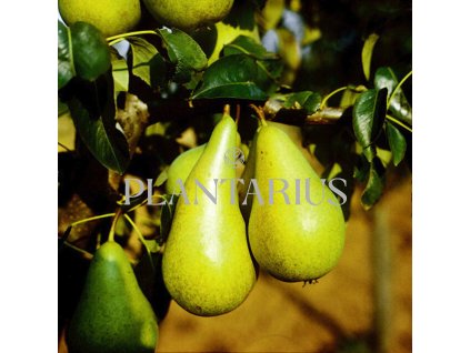 65019 hrusen podzimni konference pyrus communis konference kontejner o objemu 15 litru spicak