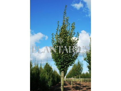 65121 habr obecny fastigiata carpinus betulus fastigiata kontejner o objemu 15 litru velikost 100 150 cm