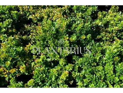 65124 dristal thunberguv kobold berberis thunbergii kobold kontejner o objemu 1 5 litru velikost 10 20 cm