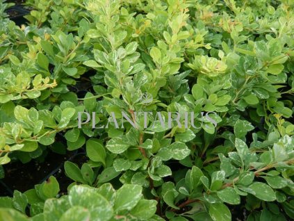 65151 dristal thunberguv kelleriis berberis thunbergii kelleriis kontejner o objemu 1 5 litru velikost 10 20 cm