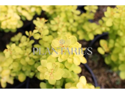65226 dristal thunberguv golden horizon berberis thunbergii golden horizon kontejner o objemu 1 5 litru velikost 10 20 cm