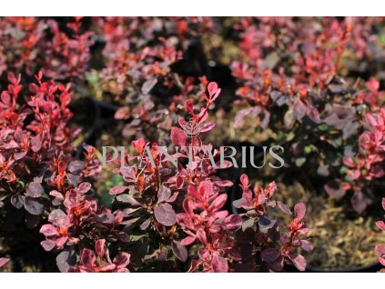 65232 dristal thunberguv inspiration berberis thunbergii inspiration kontejner o objemu 1 5 litru velikost 10 20 cm