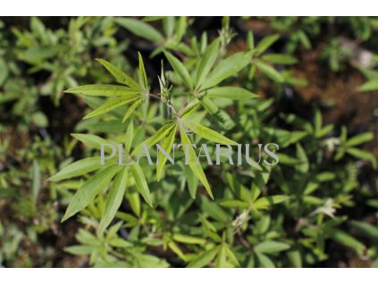 65238 drmek obecny albus vitex agnus castus albus kontejner o objemu 1 5 litru velikost 10 20 cm