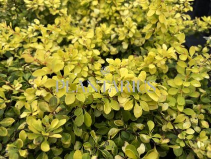 65244 dristal thunberguv special gold berberis thunbergii special gold kontejner o objemu 1 5 litru velikost 10 20 cm