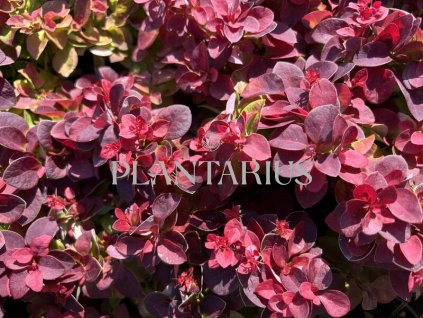 65247 dristal thunbergum dart s purple berberis thunbergii dart s purple kontejner o objemu 1 5 litru velikost 10 20 cm