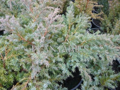 65259 jalovec supinaty hunnetorp juniperus squamata hunnetorp kontejner o objemu 15 litru velikost 10 20 cm