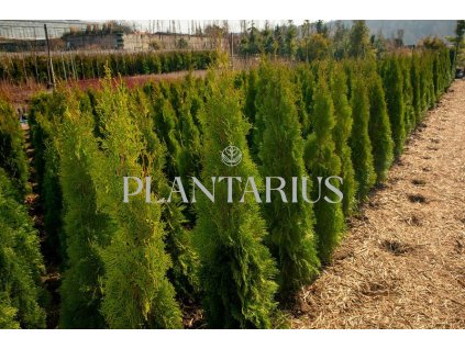 65262 zerav tuje zapadni smaragd thuja occidentalis smaragd kontejner o objemu 15 litru velikost 120 140 cm