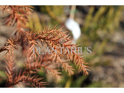 65265 kryptomerie japonska cryptomeria japonica kontejner o objemu 15 litru velikost 125 150 cm