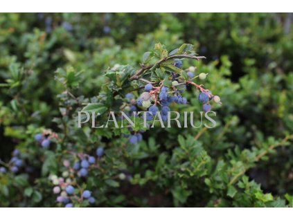 65376 dristal darwinuv berberis darwinii kontejner o objemu 15 litru velikost 20 30 cm