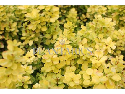 65430 dristal thunberguv golden torch berberis thunbergii golden torch kontejner o objemu 1 5 litru velikost 20 40 cm