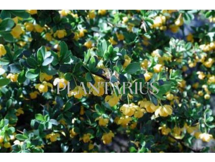 65445 dristal zimostrazovy jytte berberis candidula jytte kontejner o objemu 1 5 litru velikost 20 40 cm