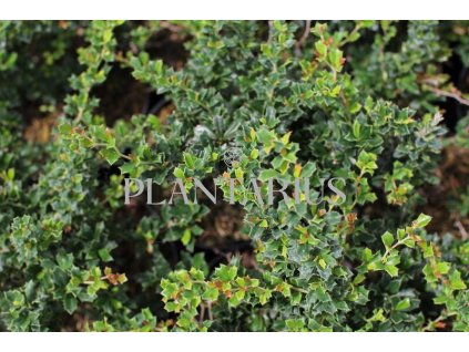 65448 dristal darwinuv compact berberis darwinii compact kontejner o objemu 1 5 litru velikost 20 40 cm