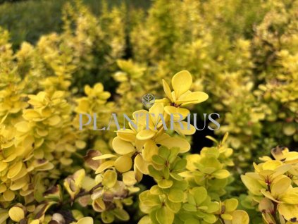 65505 dristal thunberguv neon gold berberis thunbergii neon gold kontejner o objemu 1 5 litru velikost 20 40 cm