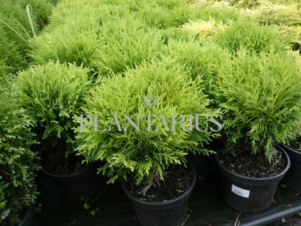 65511 zerav tuje zapadni danica thuja occidentalis danica kontejner o objemu 15 litru velikost 20 40 cm