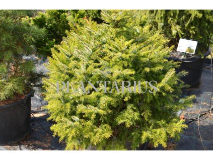 65523 smrk omorika nana picea omorika nana kontejner o objemu 15 litru velikost 20 40 cm