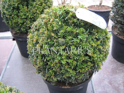 65529 tis cerveny koule taxus baccata koule kontejner o objemu 15 litru velikost 20 40 cm freshpot
