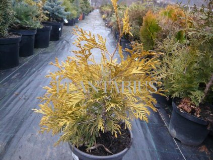 65583 zerav tuje zapadni golden globe thuja occidentalis golden globe kontejner o objemu 15 litru velikost 40 50 cm