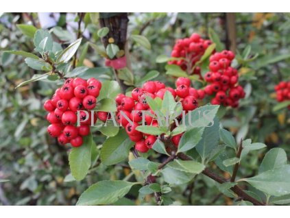 65592 hlohyne sarlatova red column pyracantha coccinea red column kontejner o objemu 1 5 litru velikost 40 60 cm