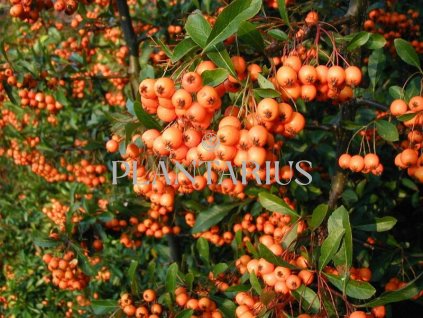 65607 hlohyne sarlatova pyracantha coccinea kontejner o objemu 1 5 litru velikost 40 60 cm