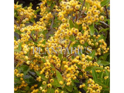 65619 hlohyne sarlatova saphyr jaune pyracantha coccinea saphyr jaune kontejner o objemu 1 5 litru velikost 40 60 cm