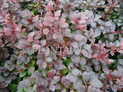 65628 dristal thunberguv dart s red lady berberis thunbergii dart s red lady kontejner o objemu 1 5 litru velikost 40 60 cm