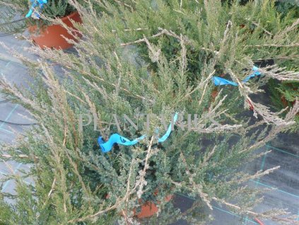 65670 jalovec chvojka rockery gem juniperus sabina rockery gem kontejner o objemu 15 litru velikost 40 60 cm