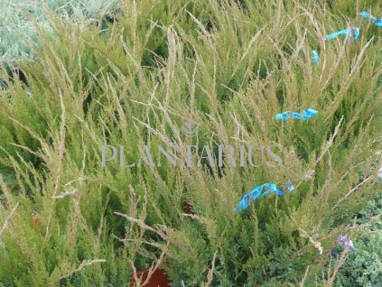 65772 jalovec prostredni mint julep juniperus media mint julep kontejner o objemu 15 litru velikost 60 80 cm