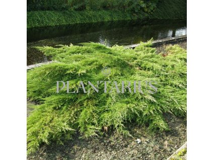 65784 jalovec prostredni pfitzeriana juniperus media pfitzeriana kontejner o objemu 15 litru velikost 60 80 cm