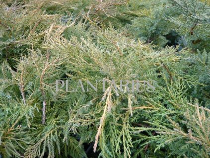 65787 jalovec prostredni pfitzeriana aurea juniperus media pfitzeriana aurea kontejner o objemu 15 litru velikost 60 80 cm