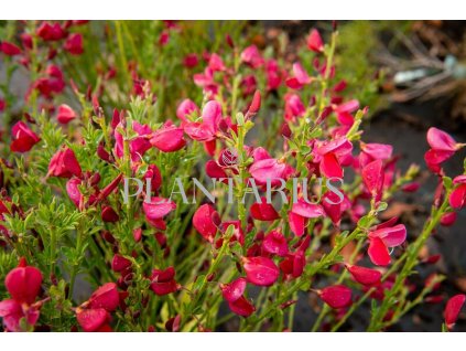 65790 cilimnik boskoop ruby cytisus boskoop ruby kontejner o objemu 15 litru velikost 60 80 cm