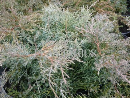 65826 jalovec prostredni pfitzeriana glauca juniperus media pfitzeriana glauca kontejner o objemu 15 litru velikost 80 100 cm