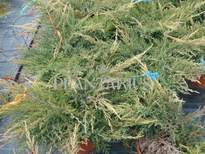 65847 jalovec prostredni gold star juniperus media gold star kontejner o objemu 15 litru velikost 80 100 cm