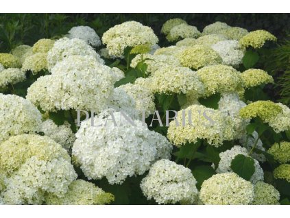 66090 hortenzie stromeckovita annabelle hydrangea arborescens annabelle kontejner o objemu 2 litry
