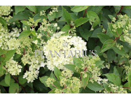 66111 hortenzie latnata grandiflora hydrangea paniculata grandiflora kontejner o objemu 2 litry