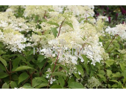 66150 hortenzie latnata phantom hydrangea paniculata phantom kontejner o objemu 2 litry