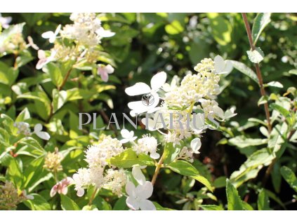 66153 hortenzie latnata confetti hydrangea paniculata confetti kontejner o objemu 2 litry