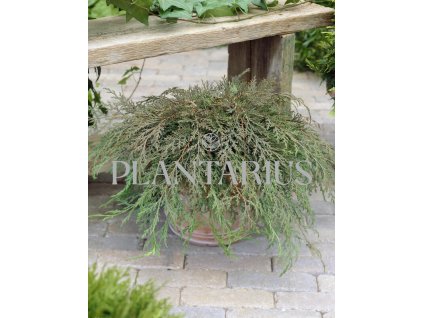 66183 mikrobiota krizmovstricna microbiota decussata kontejner o objemu 2 litry