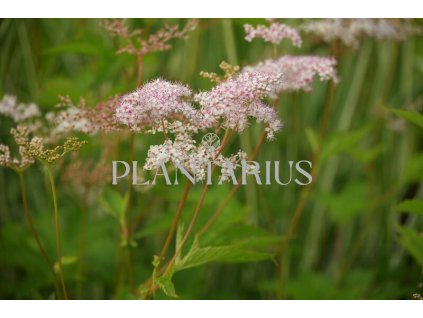 66219 tuzebnik kahome filipendula palmata kahome kontejner o objemu 2 litry